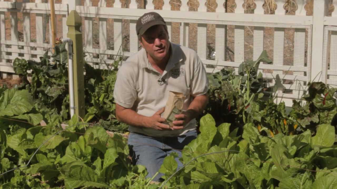How to Harvest Mustard Greens - Sweet Corn Organic Nursery