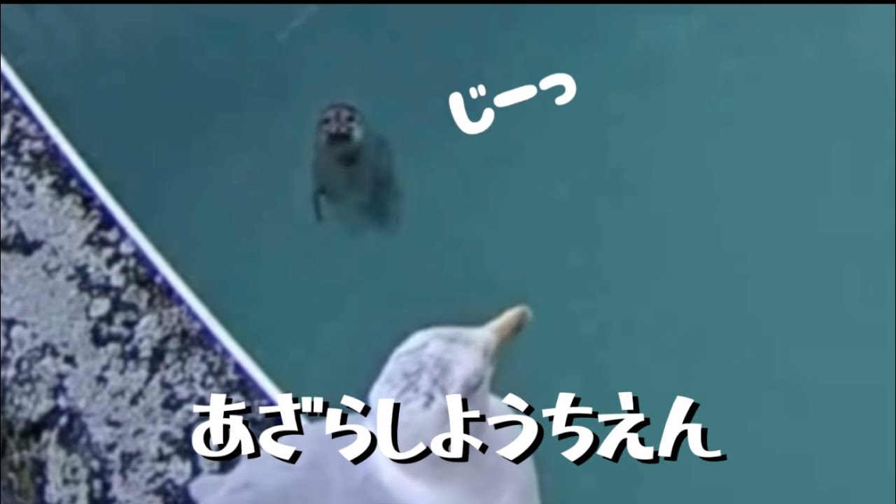 アザラシ幼稚園　可愛いシーンまとめ2