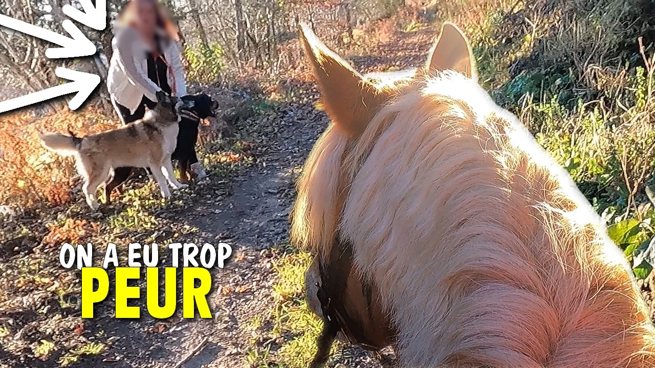 ALTERCATION AVEC DES RANDONNEURS : LEURS 3 CHIENS ATTAQUENT NOS ÂNES !!!