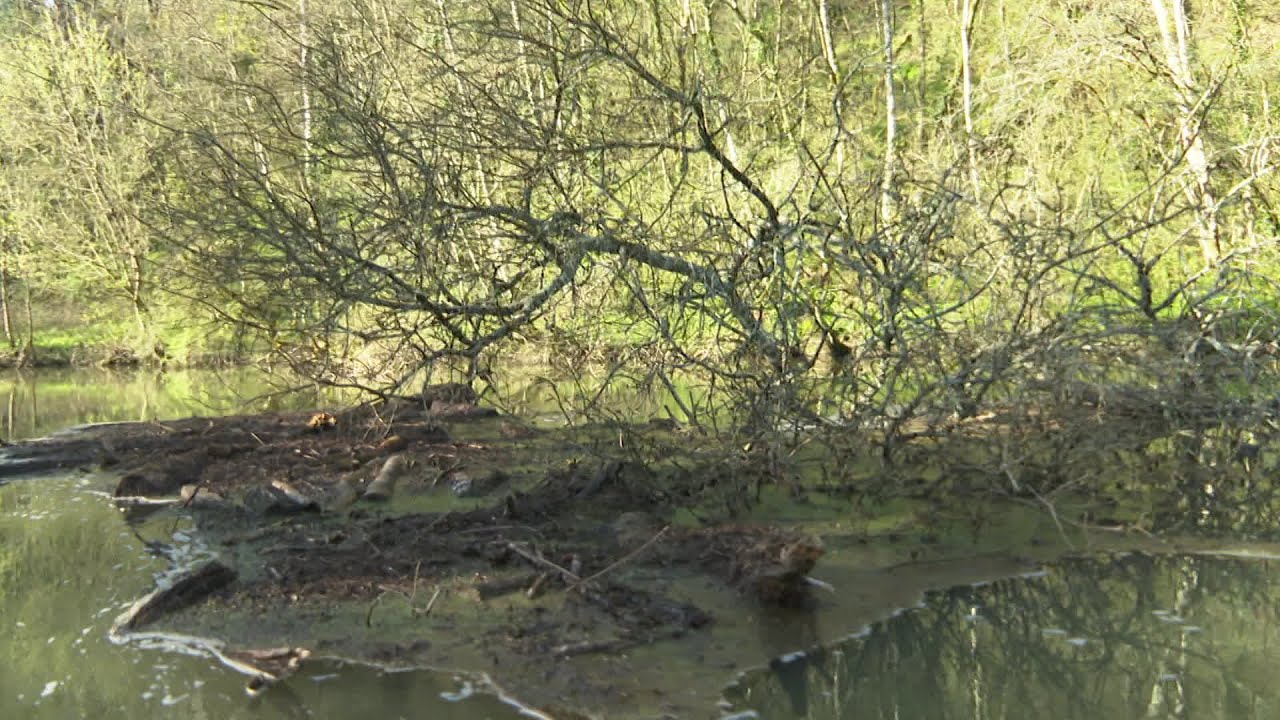 La nature reprend ses droits sur le Clain, la rivière qui traverse Poitiers