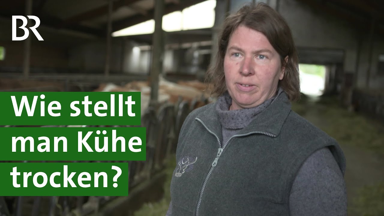 Trächtige Kühe im Stall: Was heißt trocken stellen? | Milchkuh | Unser Land | BR Fernsehen