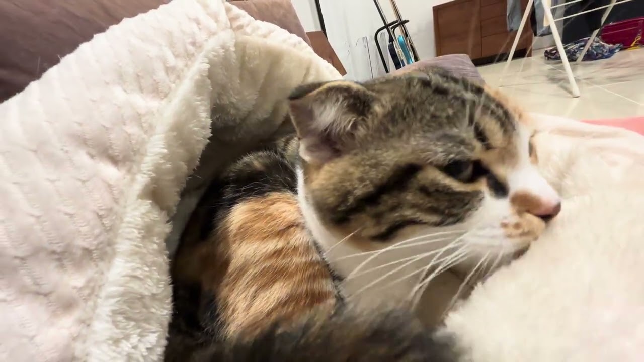 もふもふミケちゃん🐱calio cat Mike-chan/ Super Flyffy Mike-chan