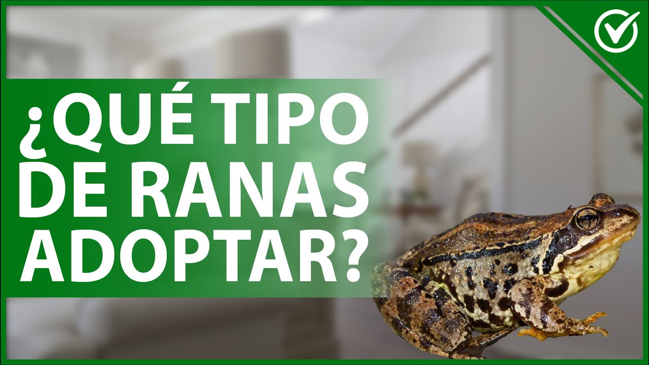 🐸 &iquest;Qu&eacute; tipo de RANAS puedo tener como MASCOTA? - Recomendaciones de adopci&oacute;n 🐸