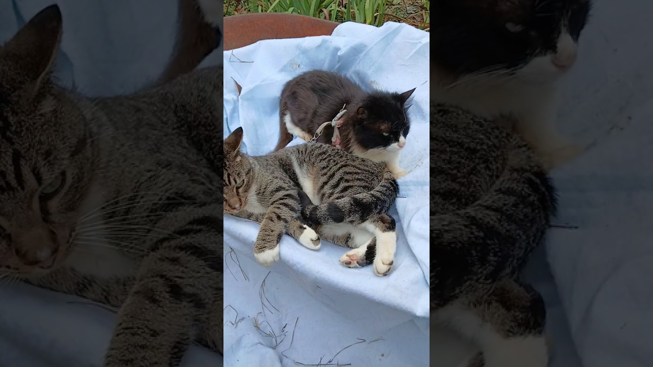🐈 Прекрасные воспоминания о чудесном дне