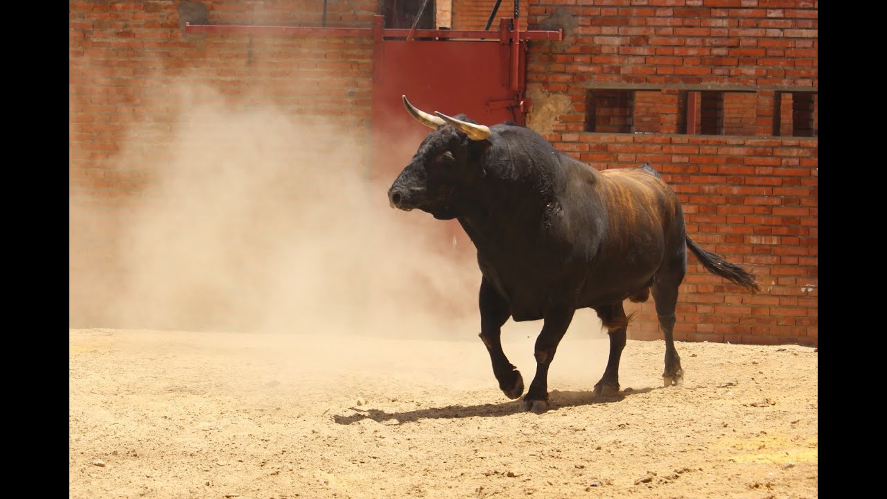 🎥 DESEMBARQUE | Los toros de la ganadería SANTIAGO DOMECQ que se lidiarán esta tarde en Algeciras