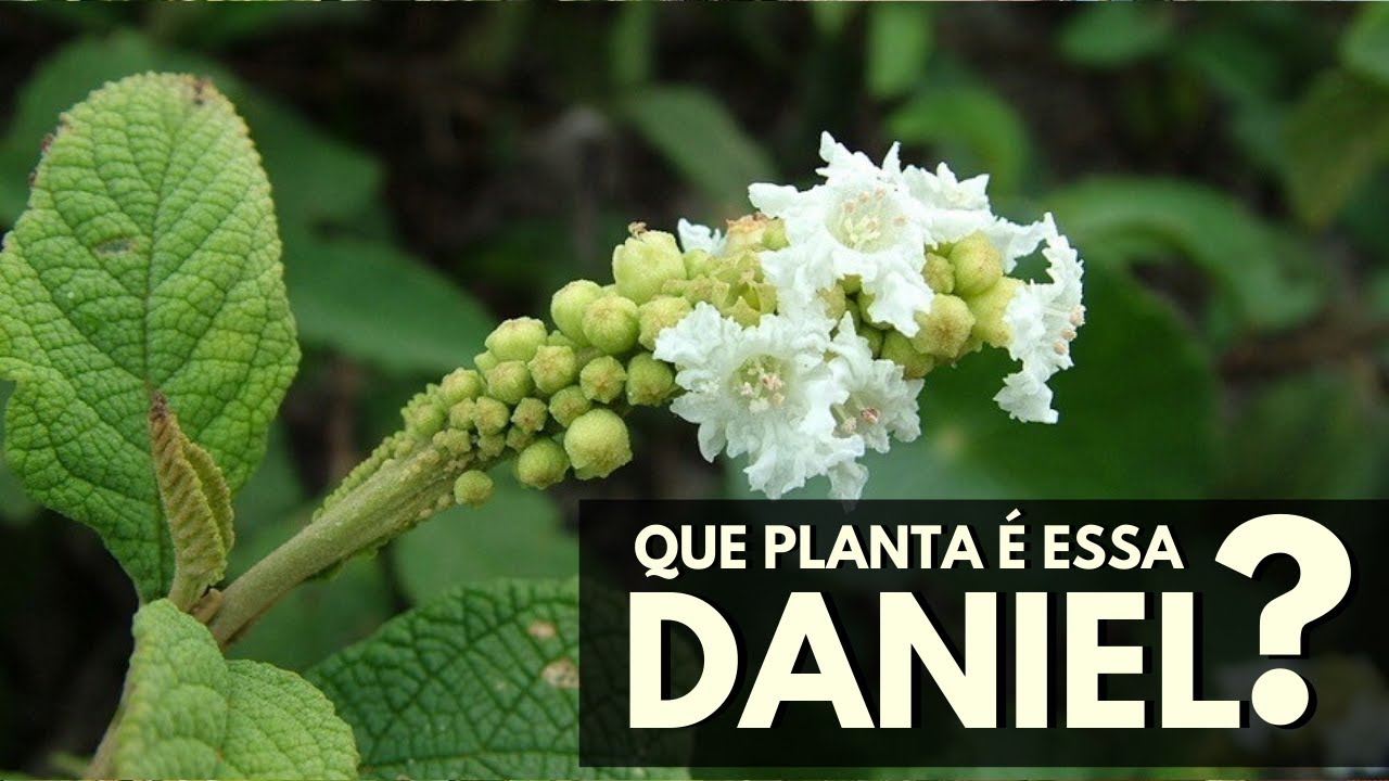 QUE PLANTA É ESSA, DANIEL? Erva-baleeira