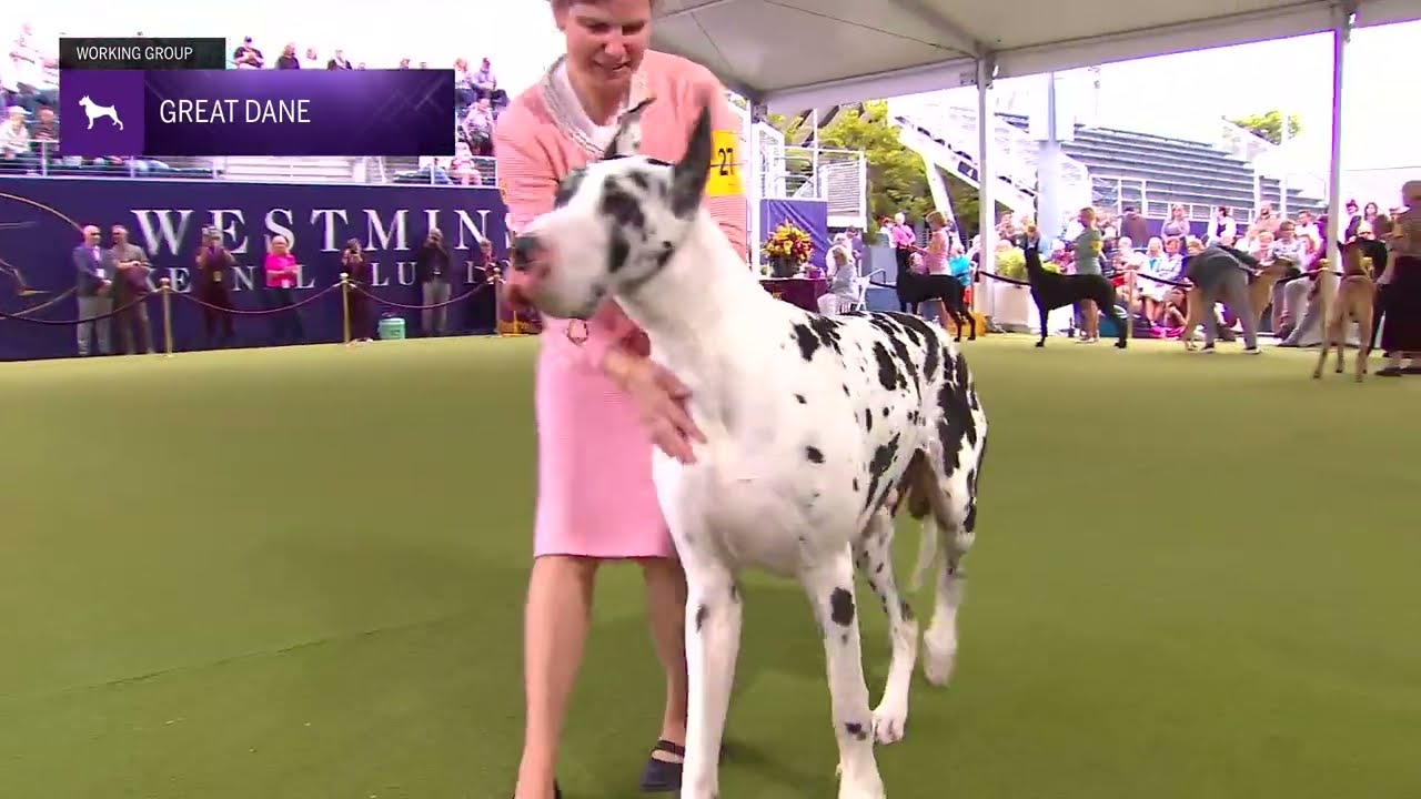 Great Danes | Breed Judging 2024