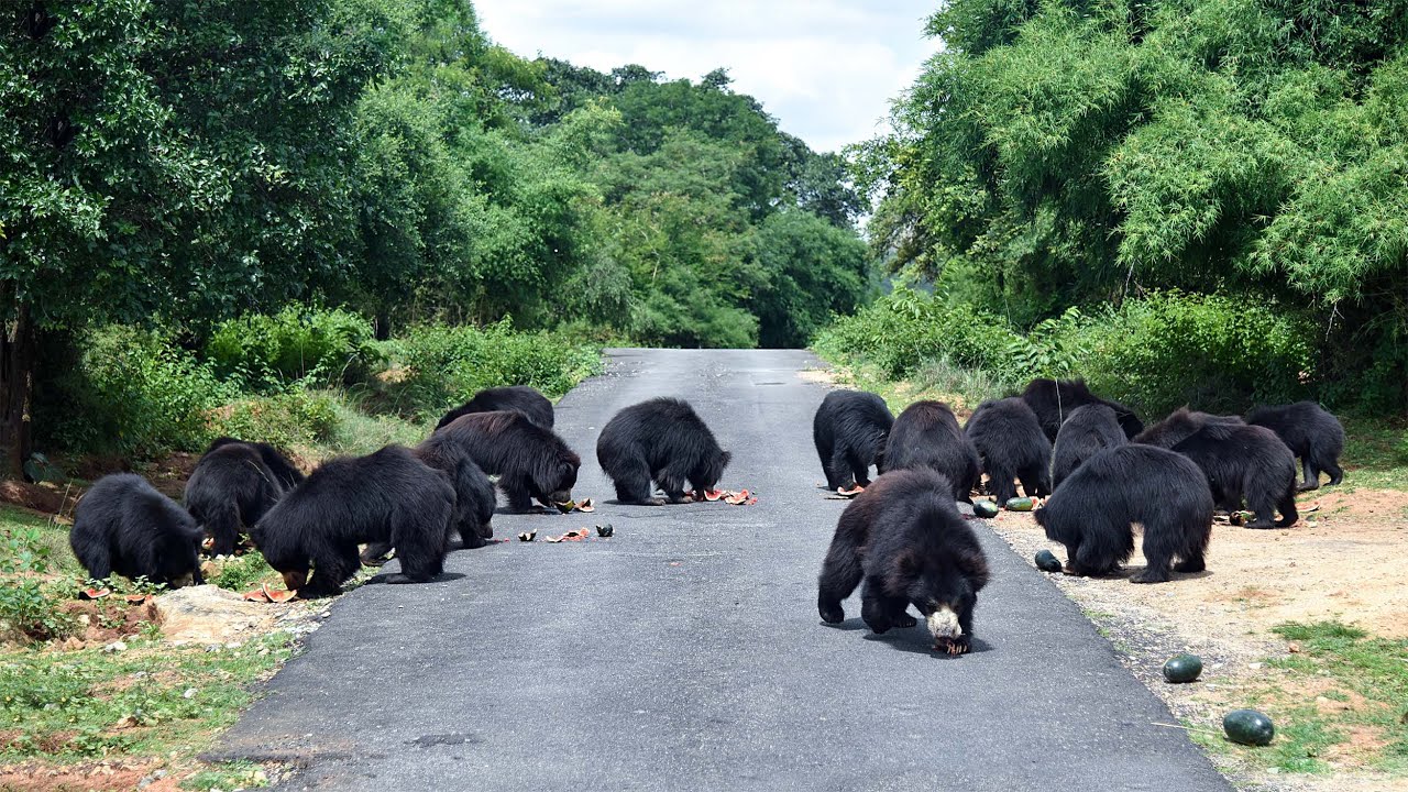 Bear Roll Call at Wildlife SOS