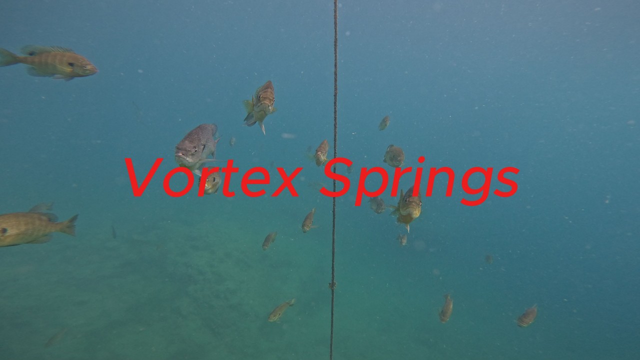Vortex Springs dive 1