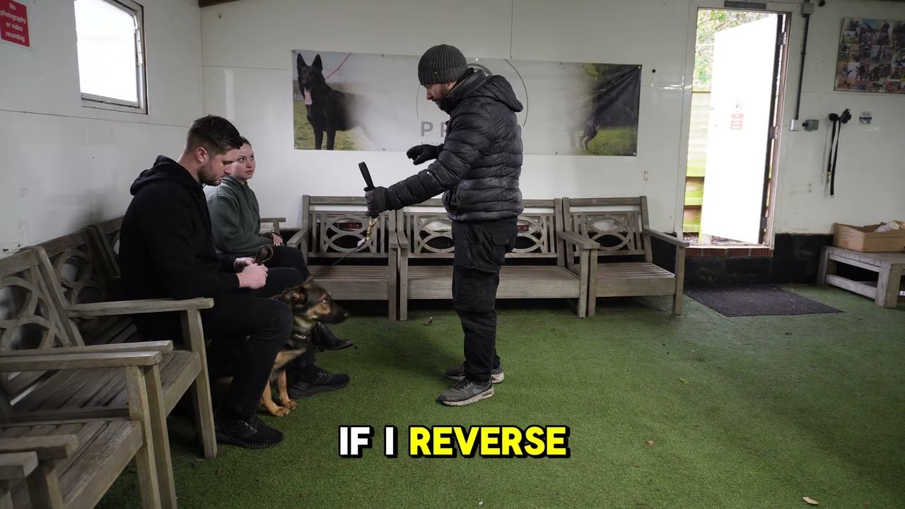 Reactive German Shepherd Training