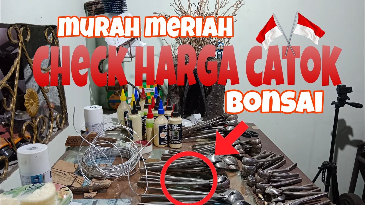 CHECK HARGA CATOK BONSAI MURAH MERIAH, PRODUK LOKAL#produklokal #wajibtonton #bonsaiindonesia