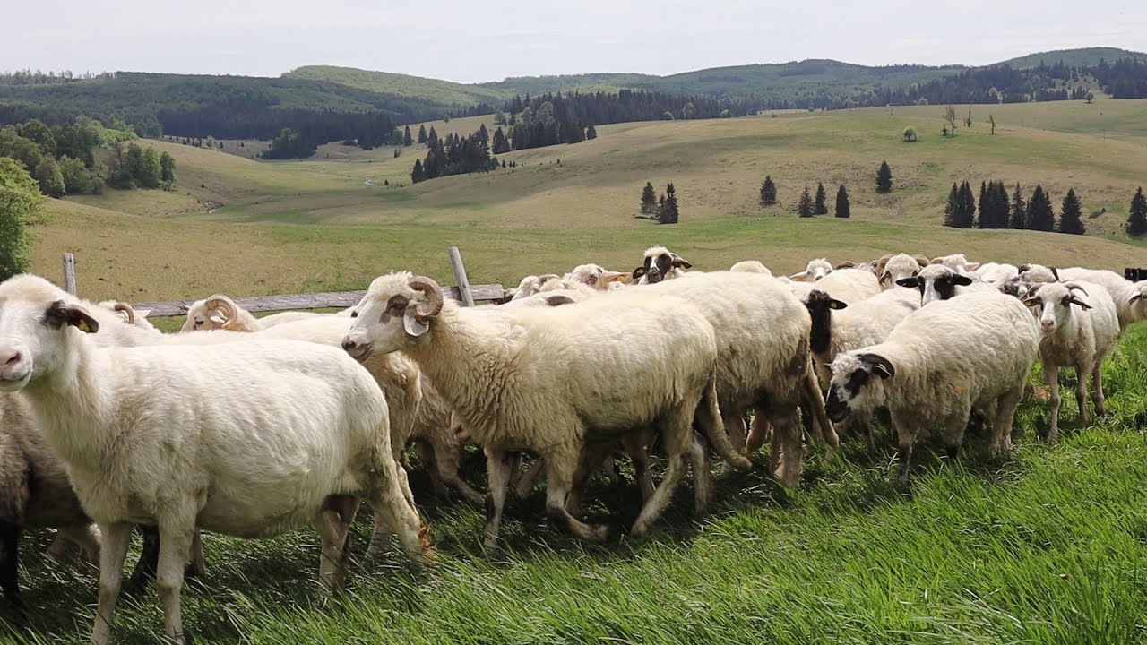 Baciu ION BOHOTICI cu oile la Izvoare/Întâmplări ciobănești cu LUPI și URȘI/LUP mare cât un măgar P1
