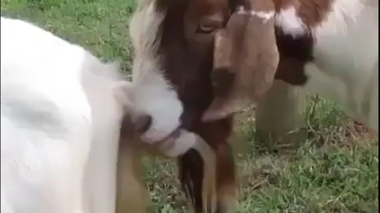 Whatsapp funny videos February fail 2018 - Try To Not laugh challange , Best funny fail compliation.
