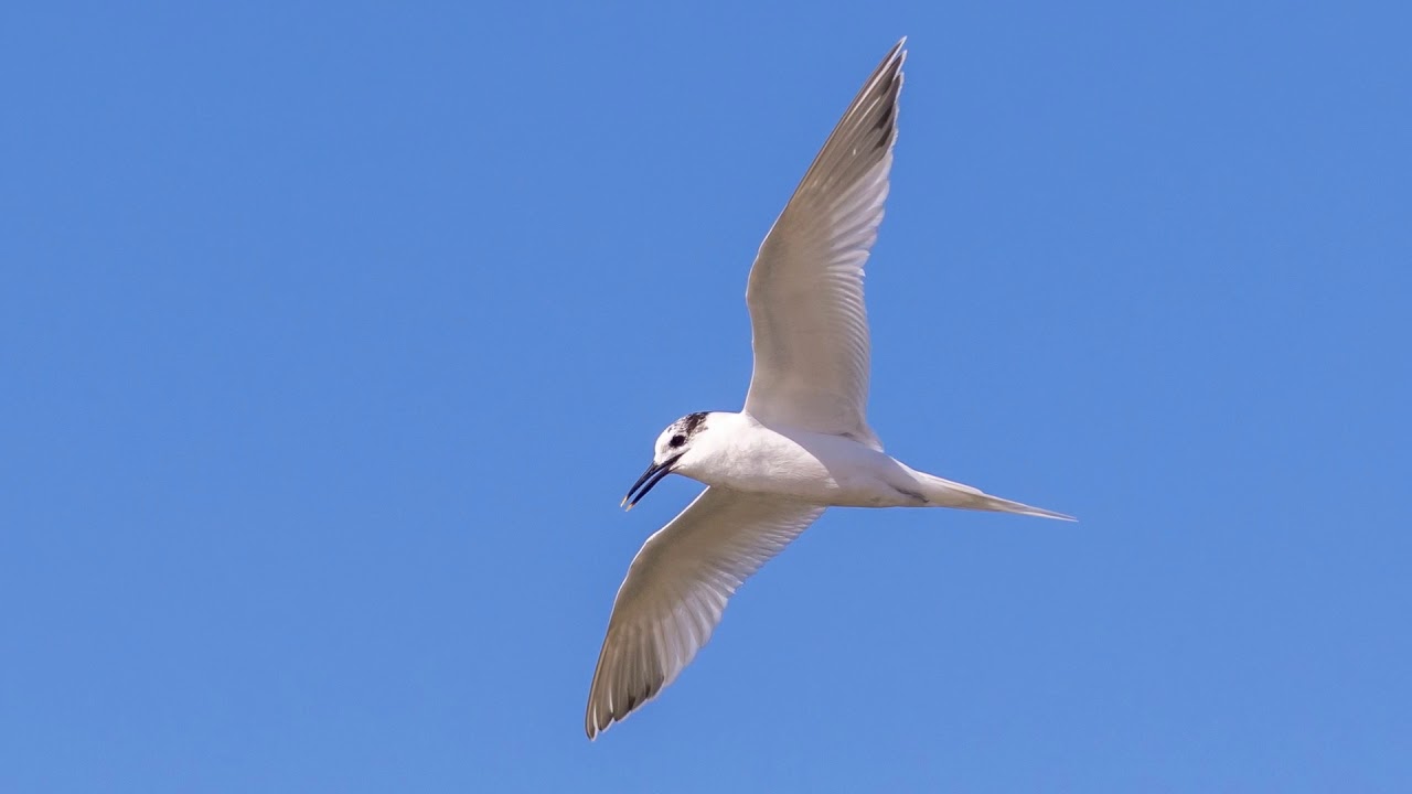Birds of the Southern Portugal 2018