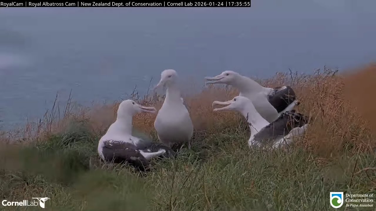 26.01.24 Royal Albatross Cam - 風雨中的大信聚會 A Gathering of Albatrosses in Wind and Rain