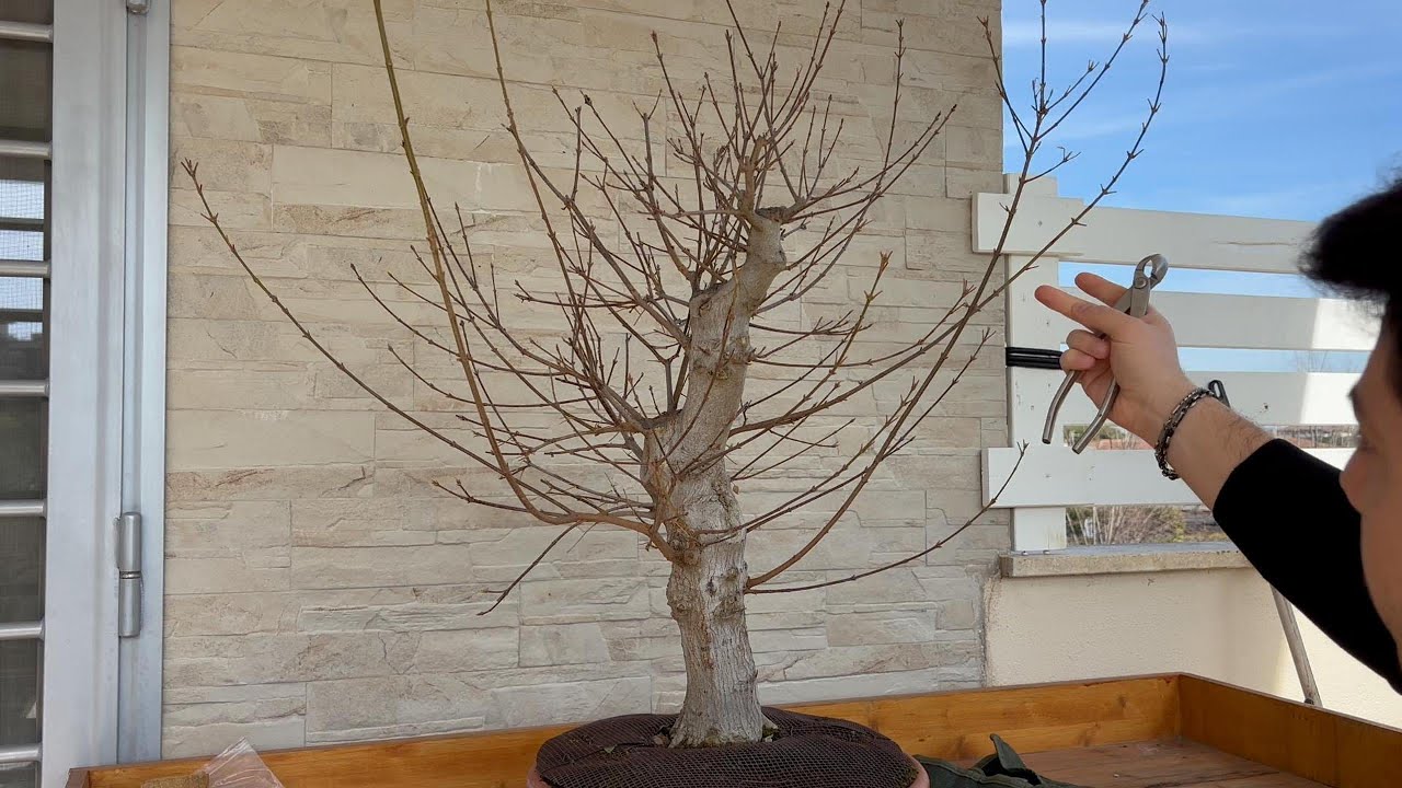 PRIMA IMPOSTAZIONE PREBONSAI ACERO TRIDENTE