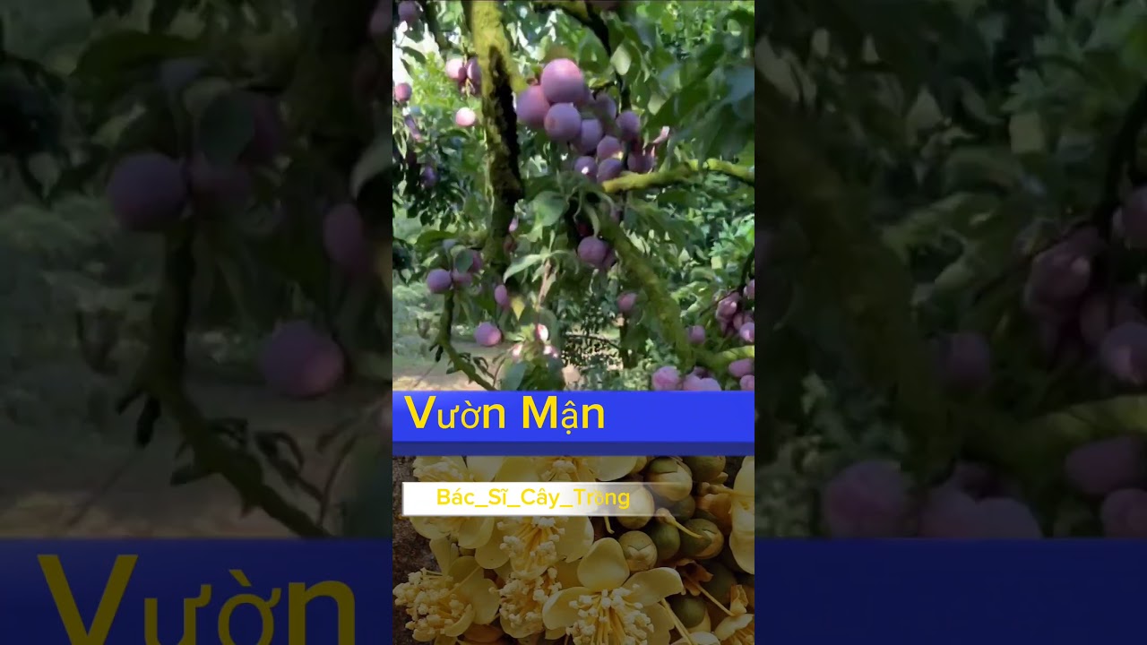 Nghe tiếng chim c&ugrave;ng Mr Quang nh&eacute; #mrquangvideo #b&aacute;c_sĩ_c&acirc;y_trồng #farm #caytrong