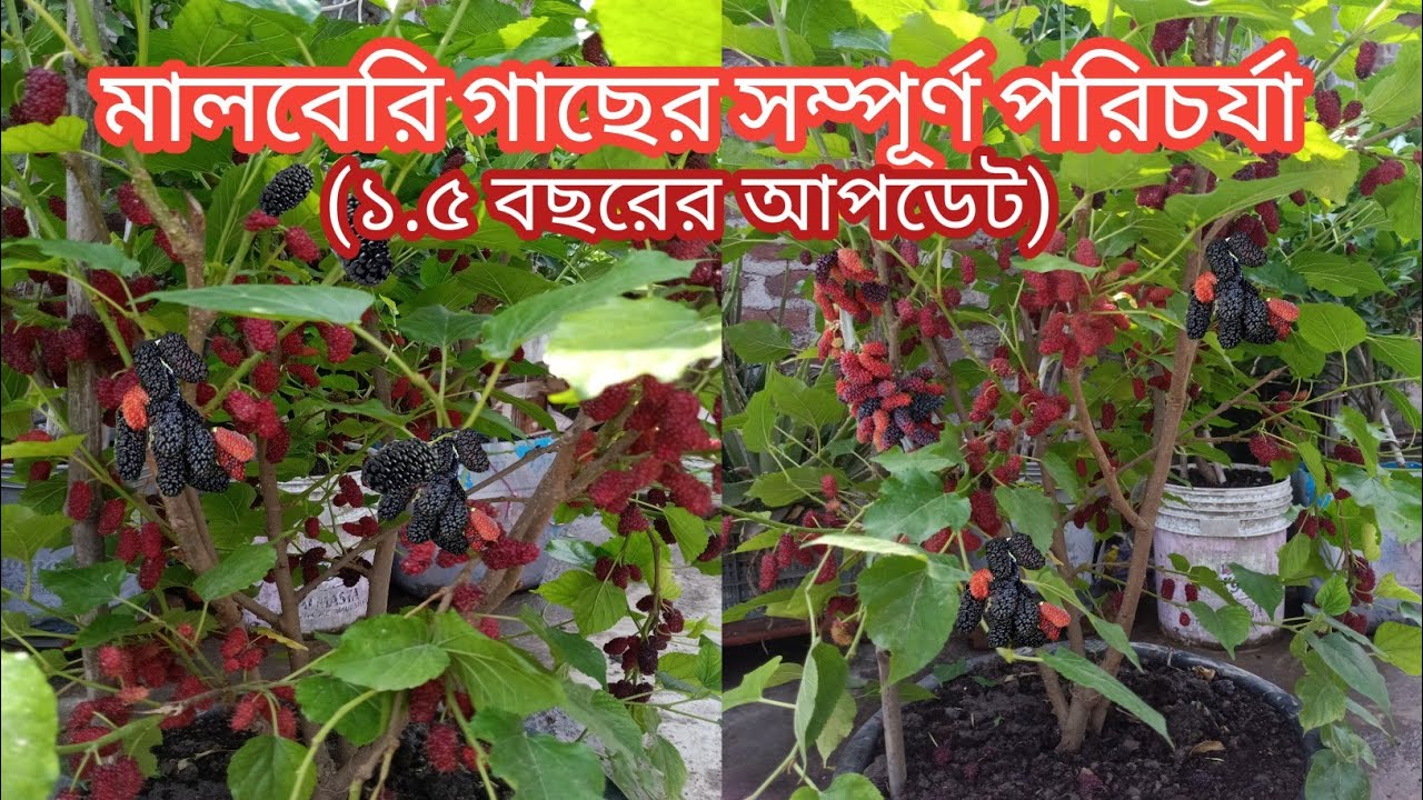 এই দুটি কাজ করলেই পাবেন টবে প্রচুর মালবেরি। ছাদে মালবেরি চাষ। মালবেরি গাছের পরিচর্যা। তুঁত ফল।