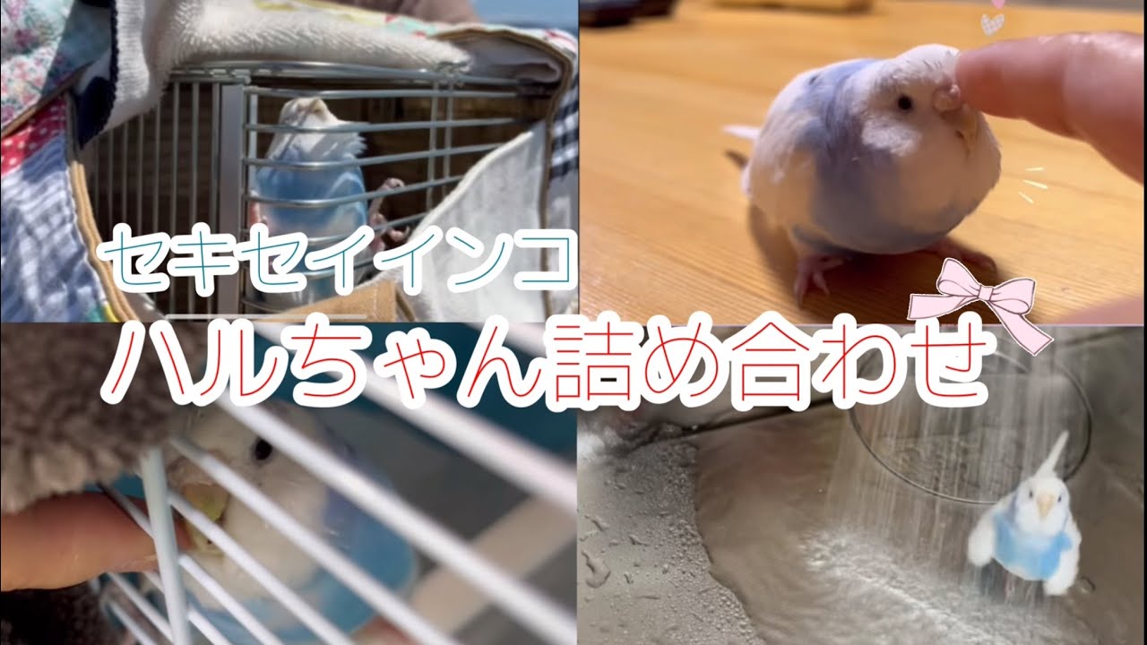 【インコのかわいい詰め合わせ】日頃は大人しいハルちゃんの元気でユーモラスな姿を一挙公開
