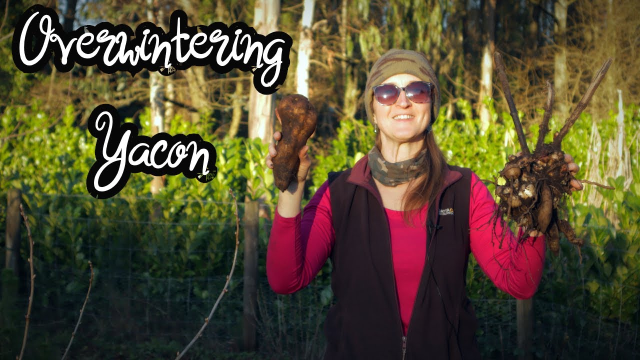 Yacon | A Re-plant Perennial - Overwintering & Storing Tubers In The Ground | Do we sell Yacon?