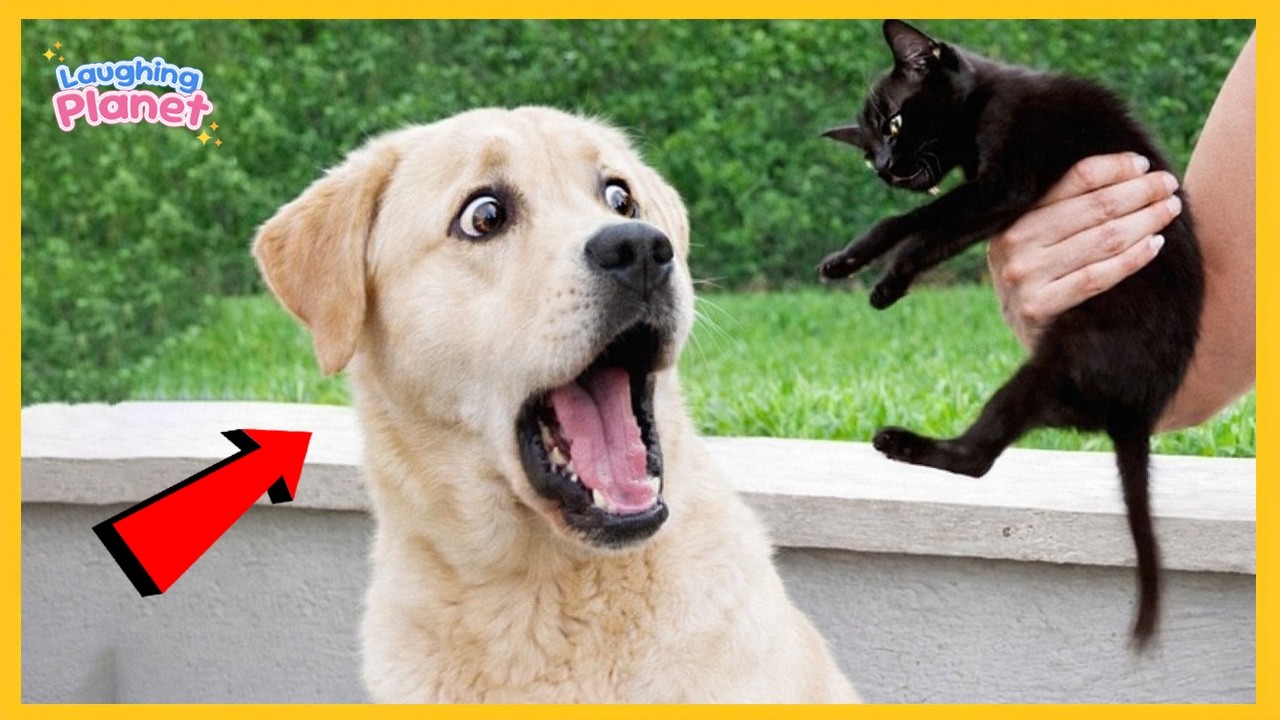 🐕 When You Have a Dog Who Thinks He's a Comedian 😂 | Funny Dog Videos