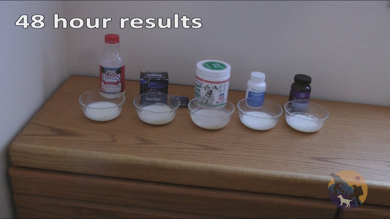 Finding the Best Probiotic with milk test - Floratrex, BlueBiotics, Dr. Mercola, Nexabiotic