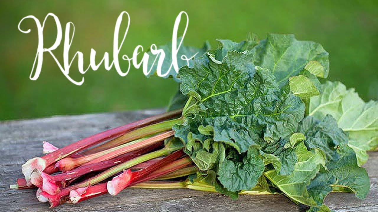 Growing Rhubarb