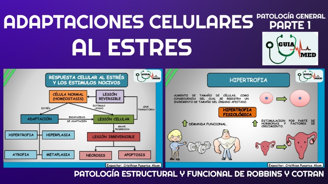 ADAPTACIONES CELULARES AL ESTRÉS (HIPERTROFIA E HIPERPLASIA) | GuiaMed