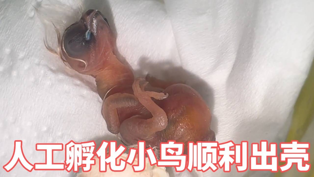大鸟孵蛋去世，人工孵化后小鸟成功出壳 #动物世界 #神奇的动物#人与自然和谐共处 #人工孵化