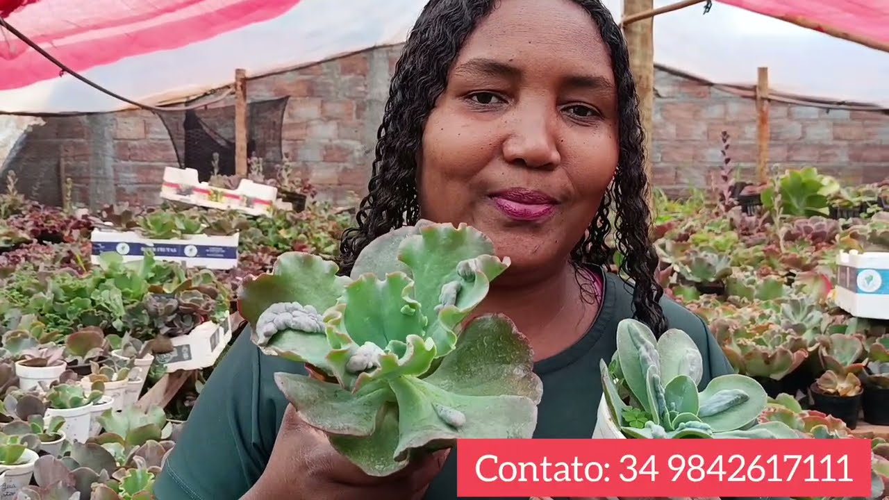 Temos Promoção de Gibifloras no grupo 🏃