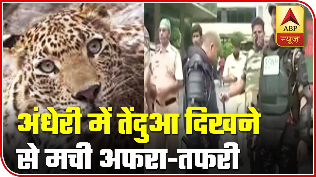 Mumbai: Ruckus In Andheri After Leopard Spotting | ABP News