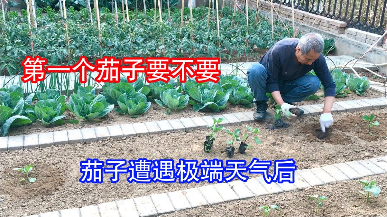 【种茄子】门茄留不留  茄苗修剪