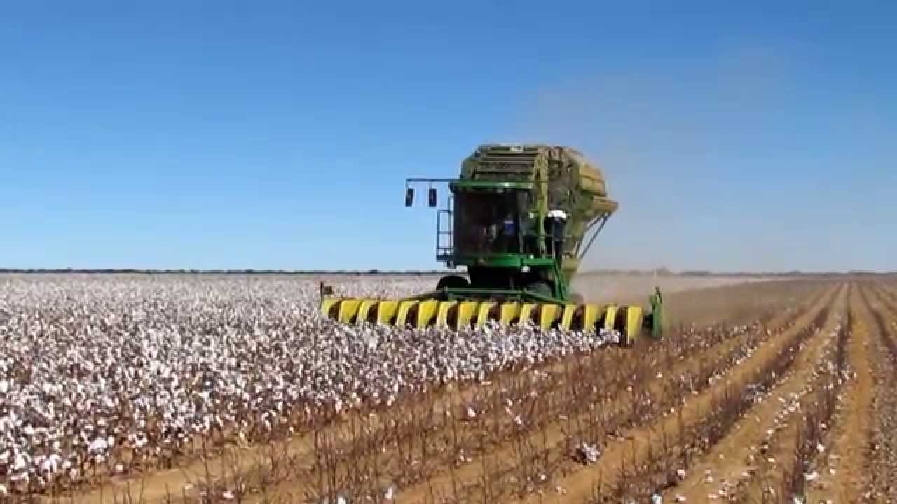 STRIPPER COTTON HARVESTING – STELLA