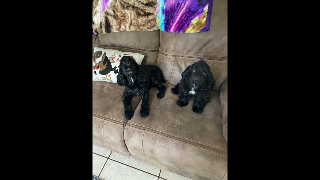 Savannah and Dakota-cocker spaniels 