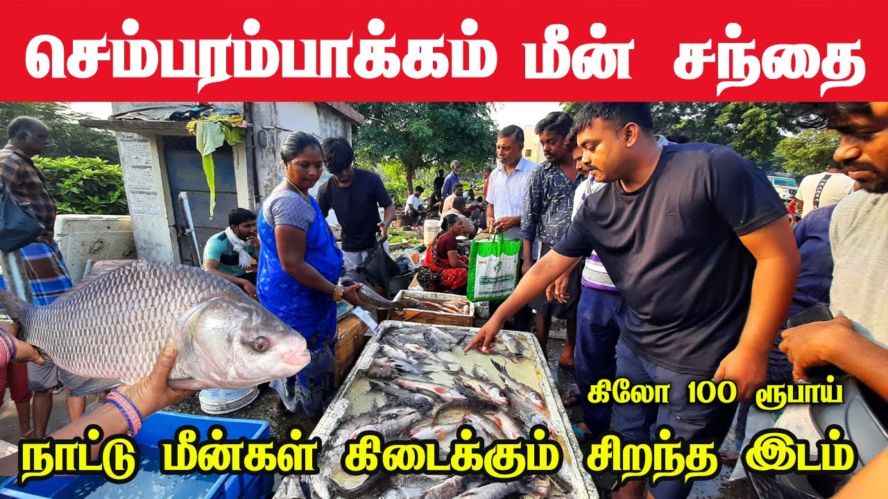 💥🐠Chembarambakkam Fish Market💥செம்பரம்பாக்கம் மீன் சந்தை|big fish #kovalam #kasimedu #vanagaram