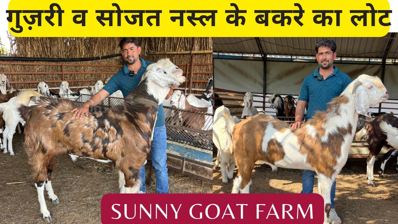 गुज़री व सोजत नस्ल के खूबसूरत खस्सी बकरे का कलेक्शन Gujri and Sojat Bakre ka Lot #goats 