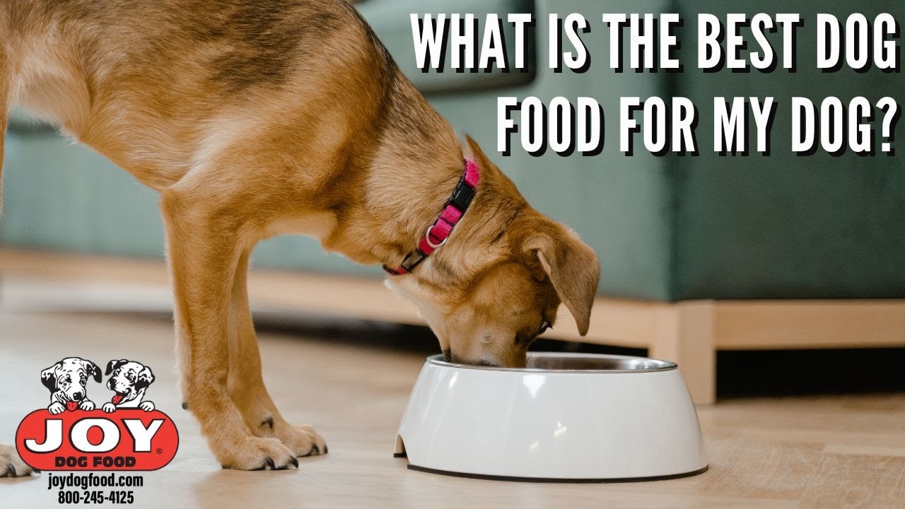 What is The Best Joy Formula For My Dog? | Fueled by Joy