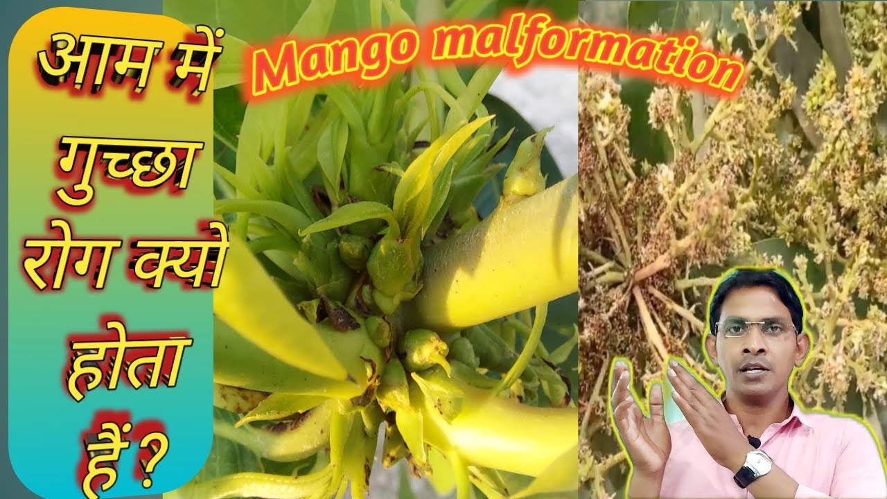 Mango malformation disease control treatment Why does bunch disease occur in mango? #Mango malfor...