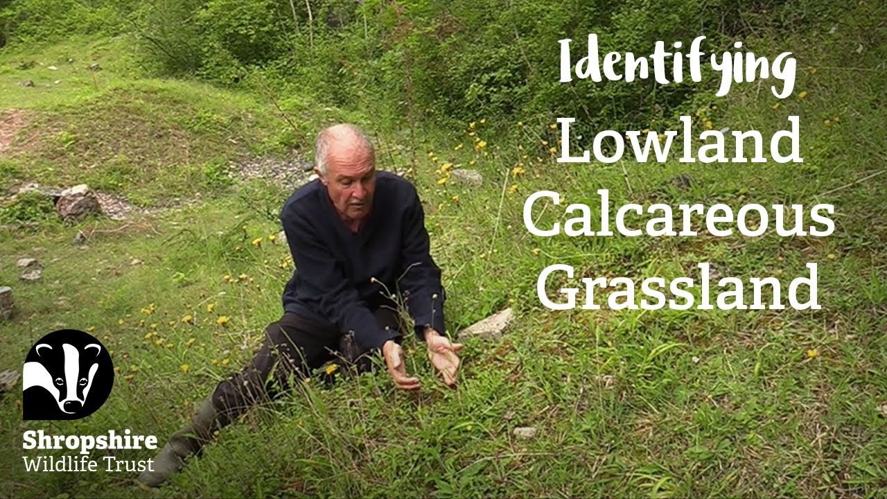 Lowland Calcareous Grassland | Habitat Mapping Project | Nature Recovery Network