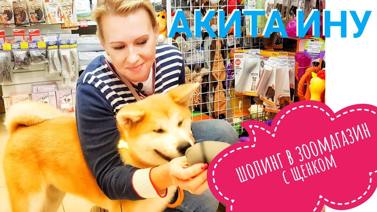 Шопинг. В зоомагазин с щенком Акита Ину. Покупки для собаки.