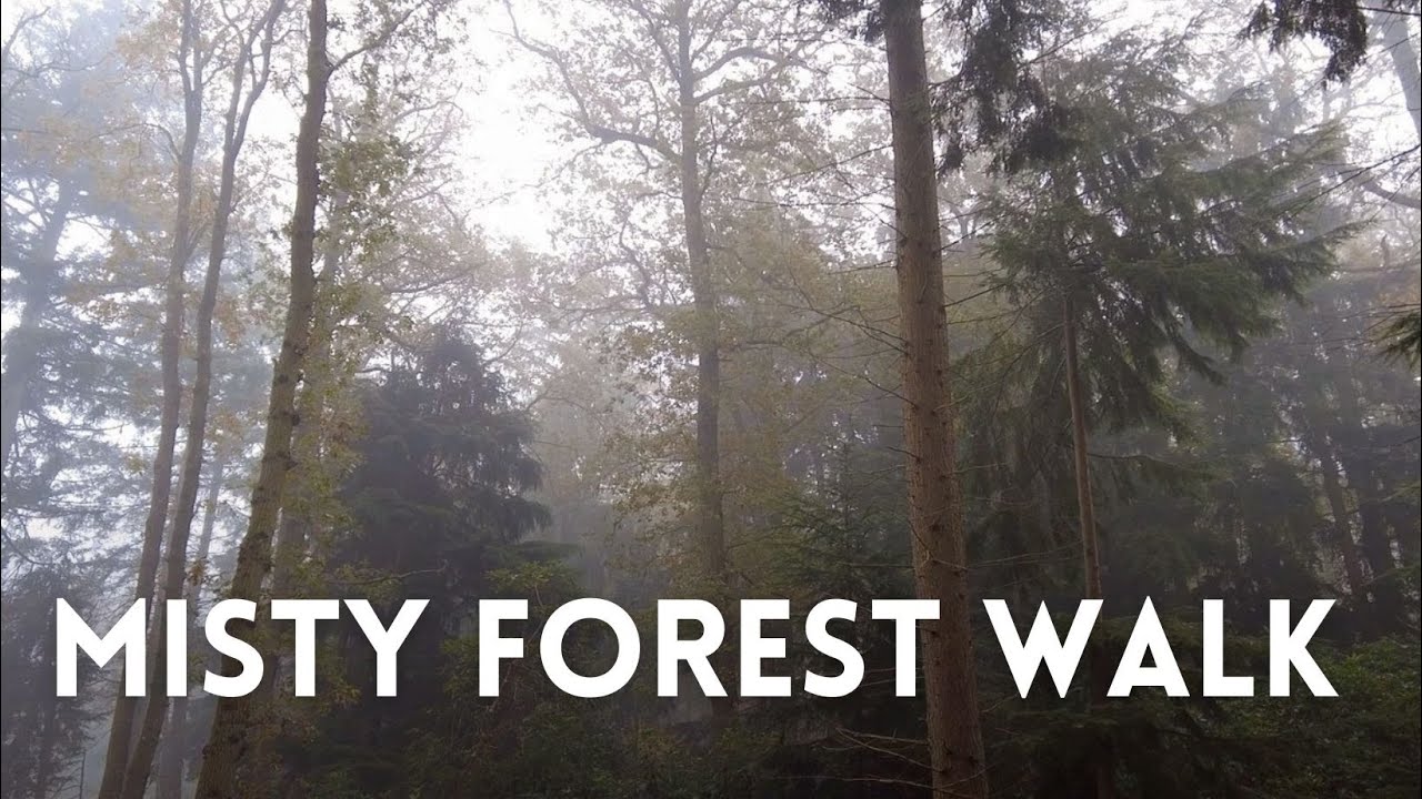 Misty Forest Walk in the Netherlands 4K | Boswandeling op een Mistige Dag 4K | Relaxing Nature ASMR