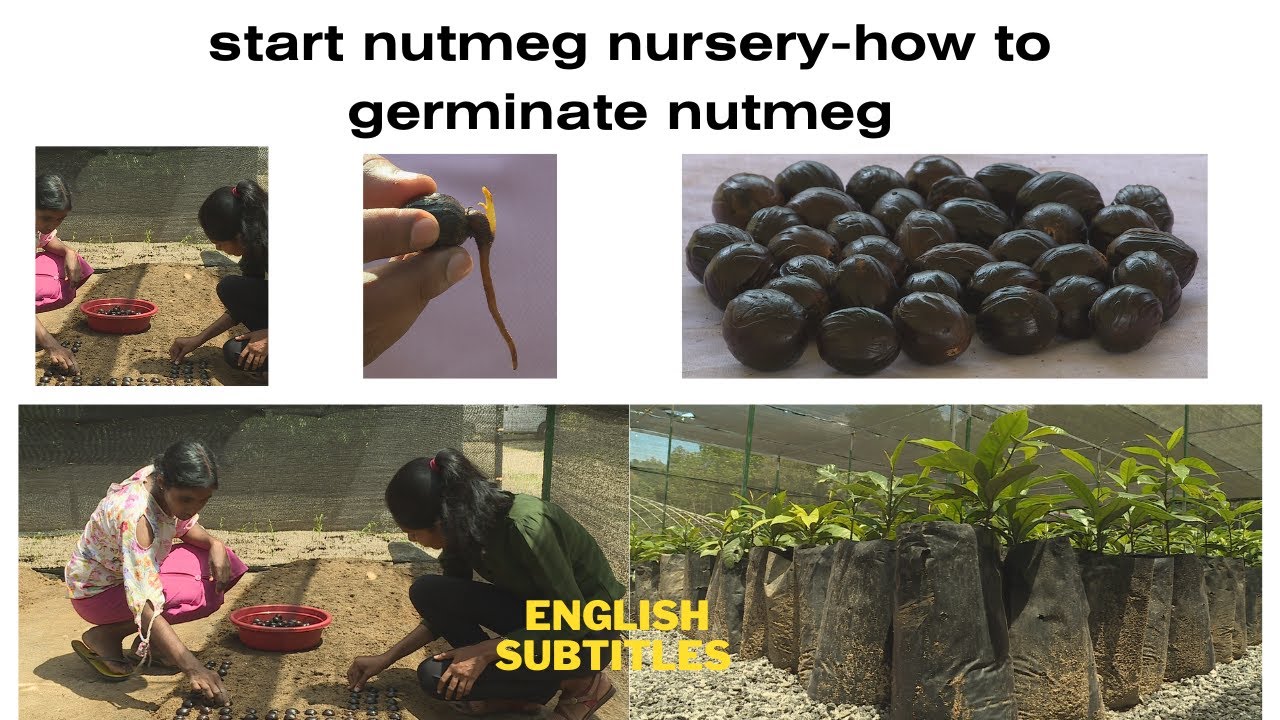 start nutmeg nursery-how to germinate nutmeg