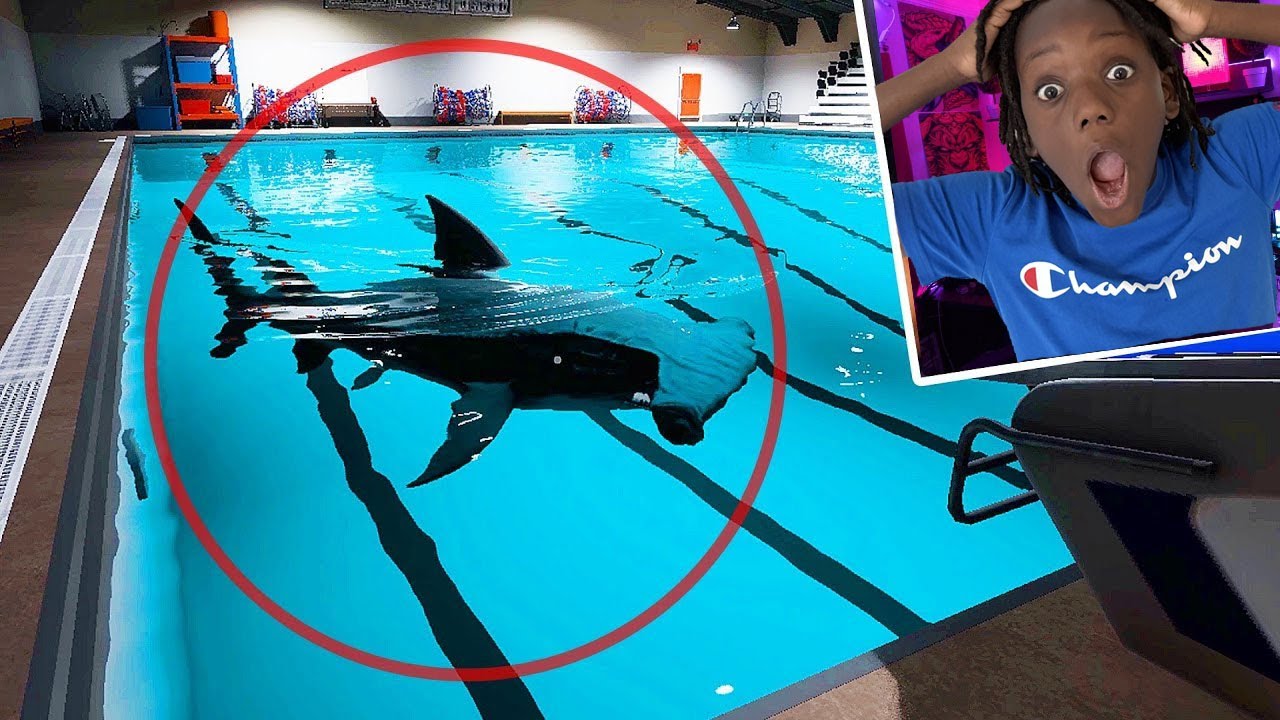 Survive Shark in Minnow Without Screaming *IMPOSSIBLE*