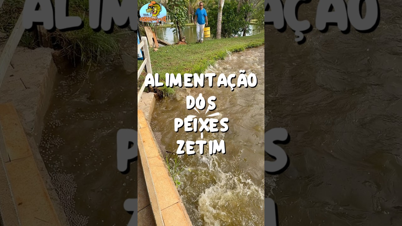 ALIMENTANDO OS PEIXES NO ZETIM #pescaria #pesca