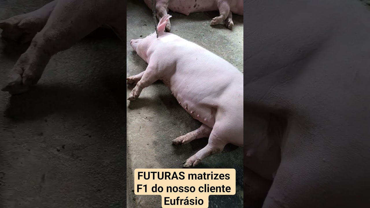 criação de suínos do nosso cliente Eufrásio...
