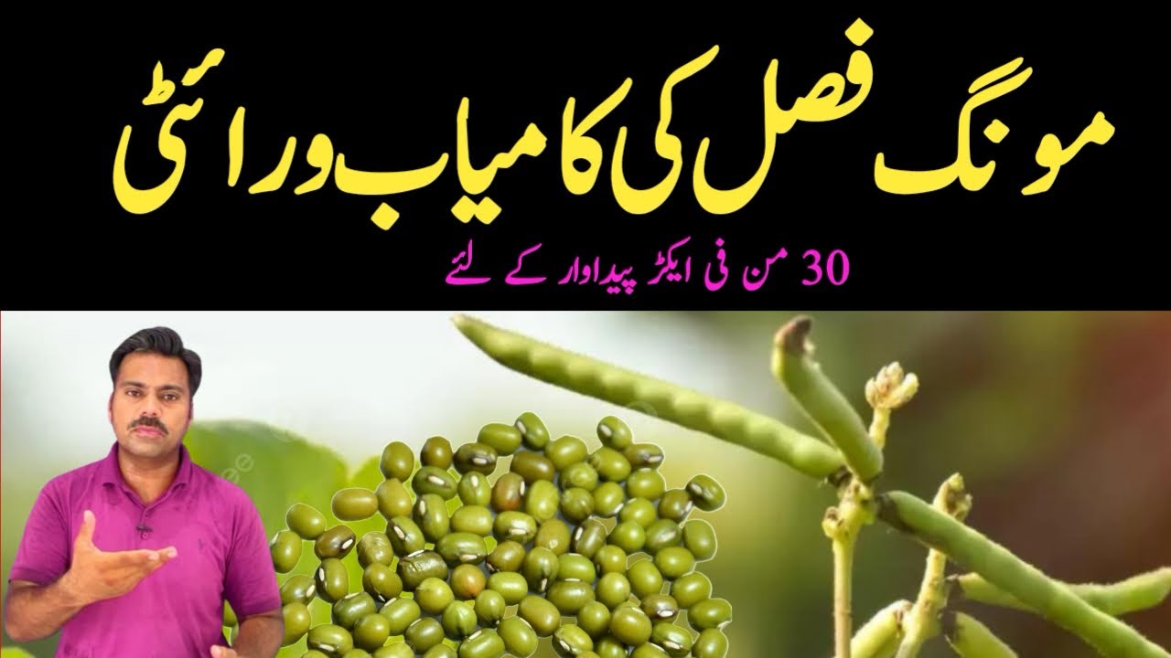 Mong beans high yielding varieties in Pakistan | Abid Ali Agrarian