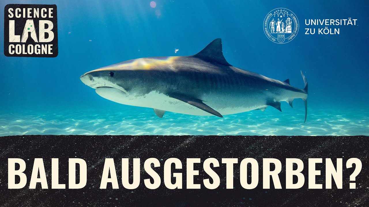 Alles was du über Haie wissen musst