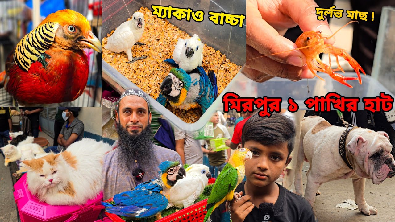 Цена на ара в BD_Mirpur 1 Bird Market | На рынок прибыли бульдог, персидский попугай, лобстер | M...