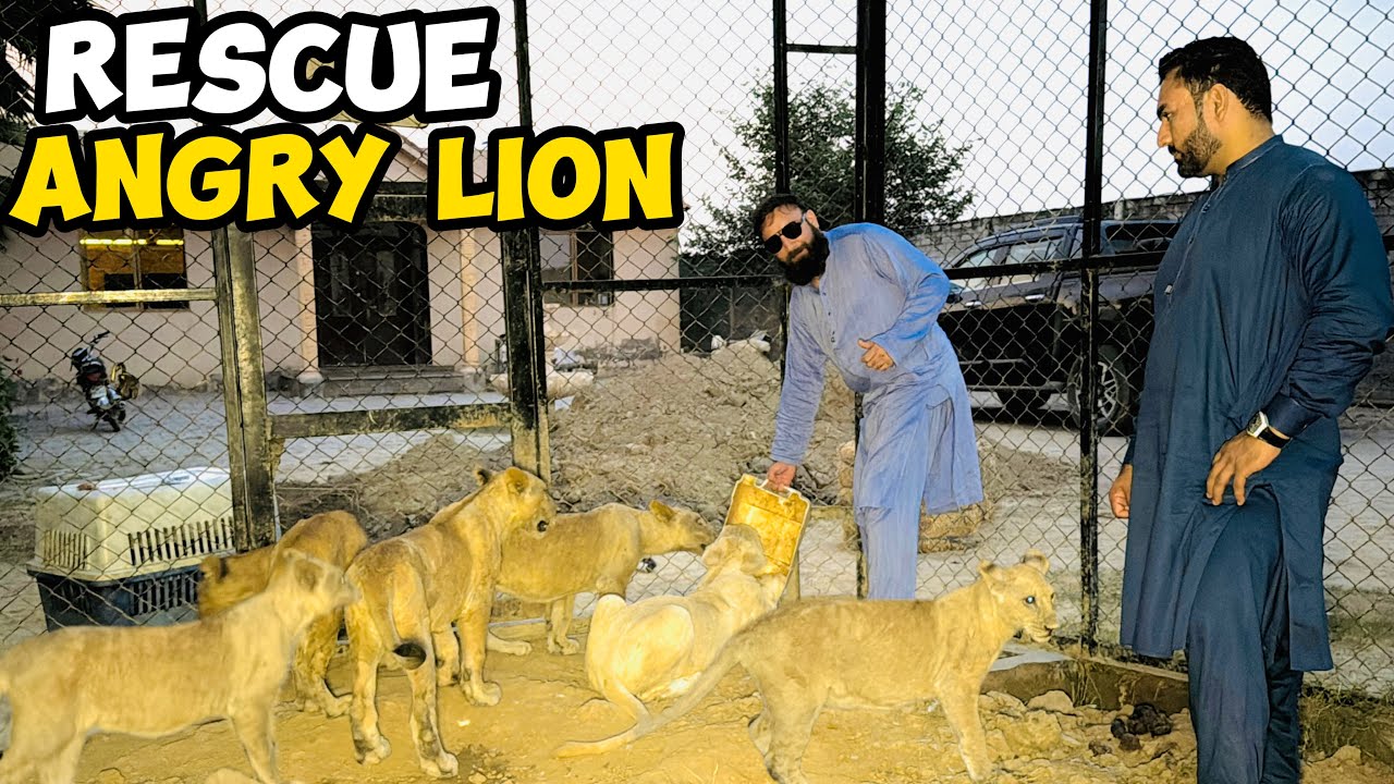 Deadly Lion Rescued🦁😱|Gang In Angry Mood 🦁😯