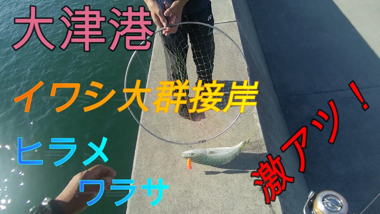 久慈漁港で釣ったアジを大津港で泳がせたら　ヒラメ５３ｃｍ、ワラサ６６ｃｍがつれた。2023.10.21~23   #サビキ釣り #泳がせ釣り 。＃アジ＃イワシ